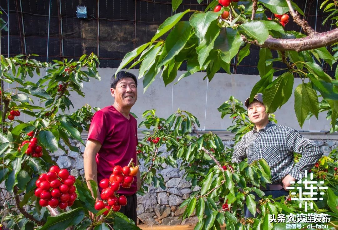 久等了！大连“早春第一果”