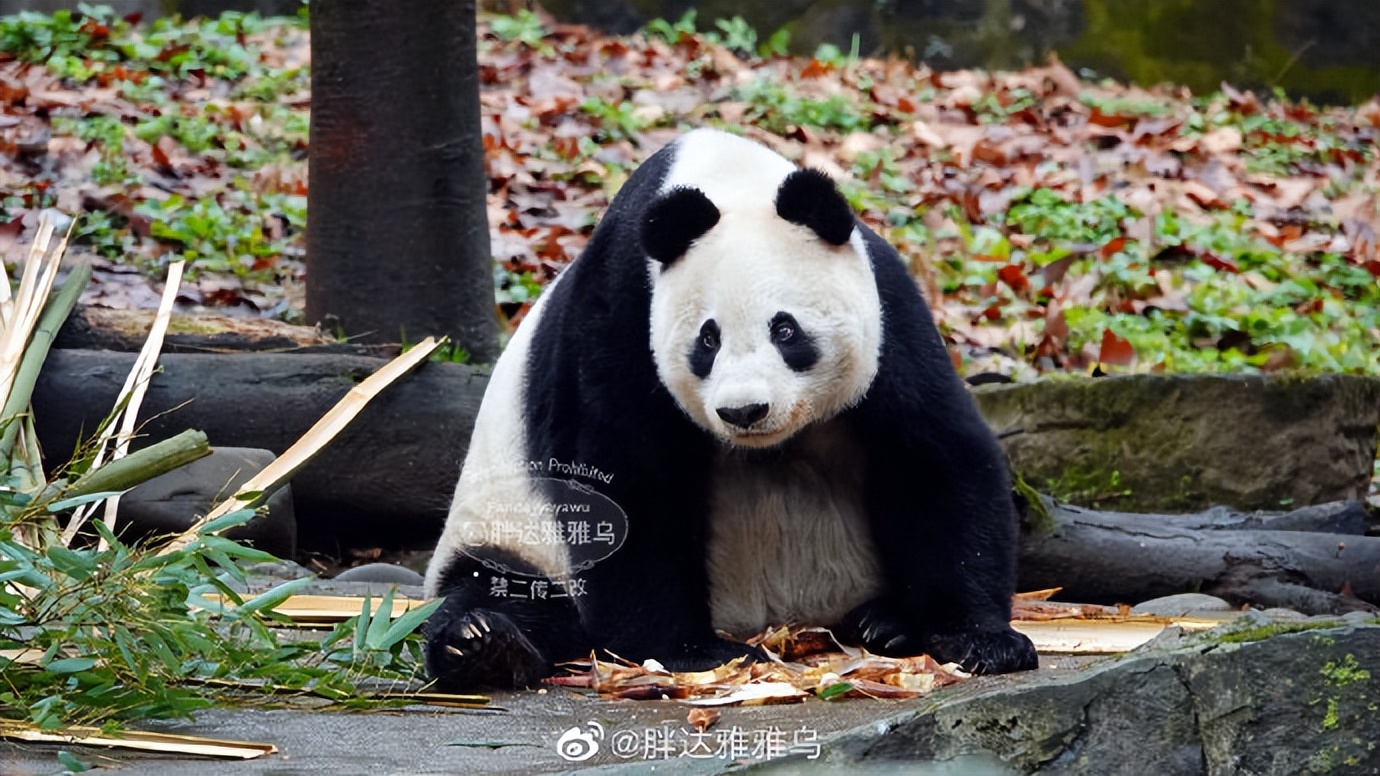 不高的高高和他不白的老婆白云——91年出生的童颜女神大熊猫白云