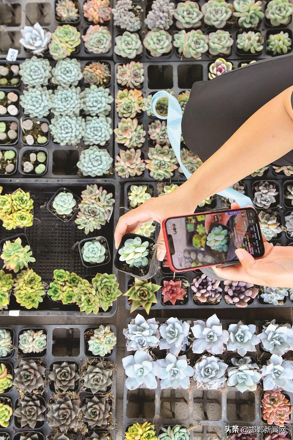 滏阳河畔五谷香——“城市体验官”系列报道之走进曲周县