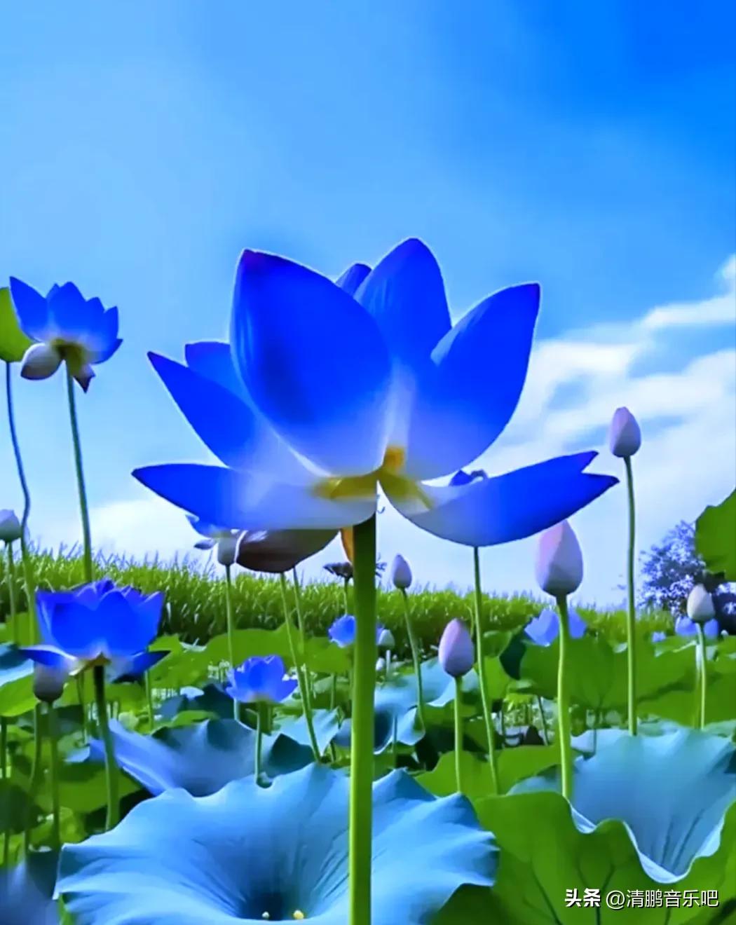 人民币上面的花分别是什么花,人民币上的花是什么花