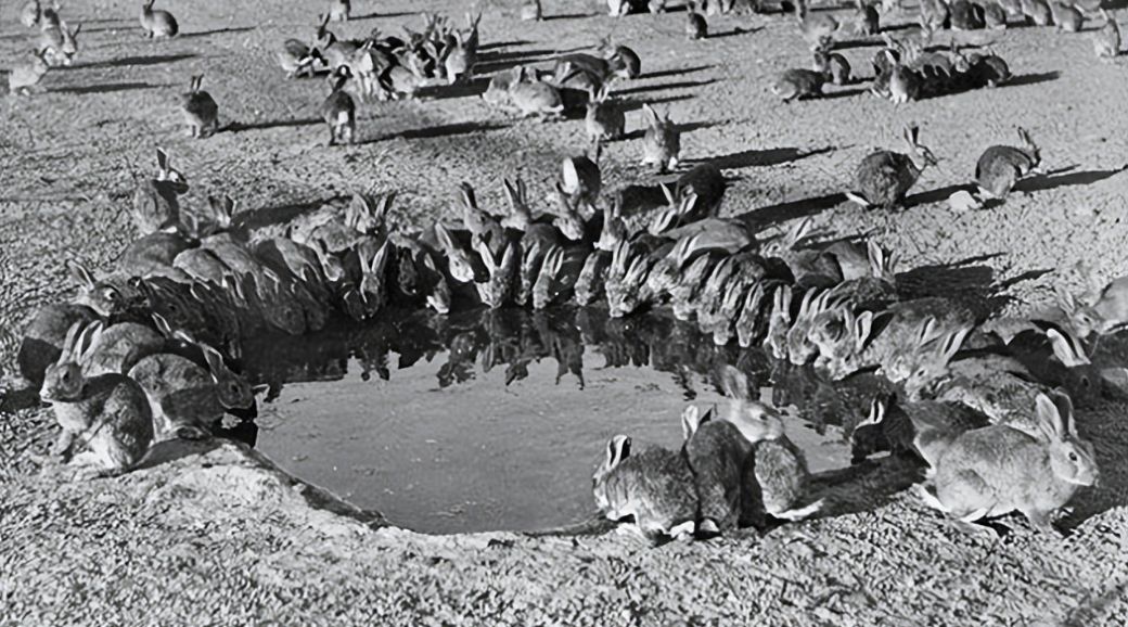 兔肉为什么没能成为主要肉食,吃草为何可以长肉