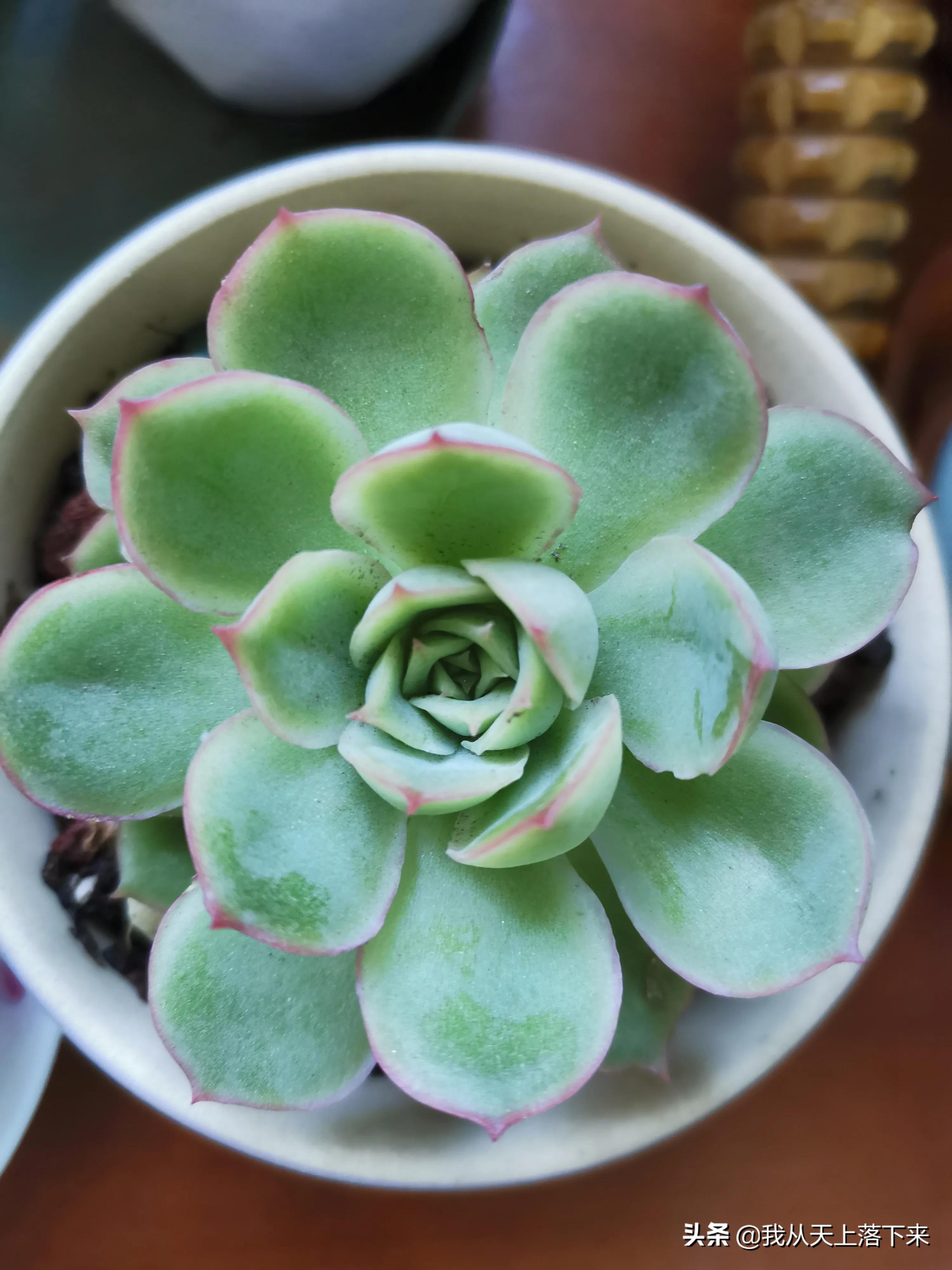 多肉品种及图片大全欣赏,多肉品种辨别图片大全欣赏