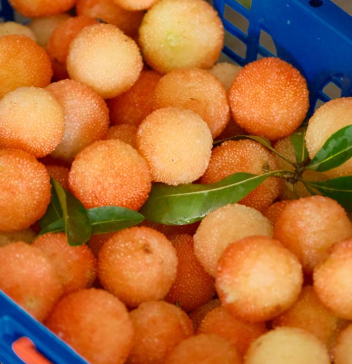 带你们体验摘杨梅的乐趣,酸酸甜甜的杨梅有谁陪我一起采摘