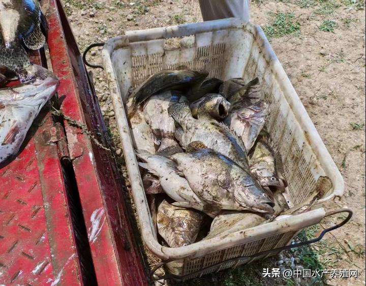 大量死鱼应该怎么处理,大量死鱼危害如何处理