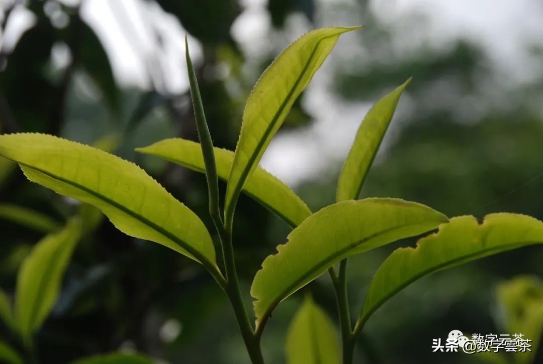 西双版纳普洱茶区,探秘普洱茶的天堂西双版纳