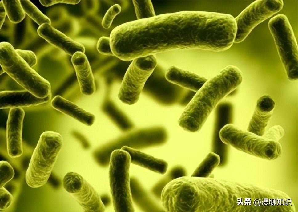 沙门氏杆菌遇高温能消灭吗,沙门氏菌对营养要求高吗