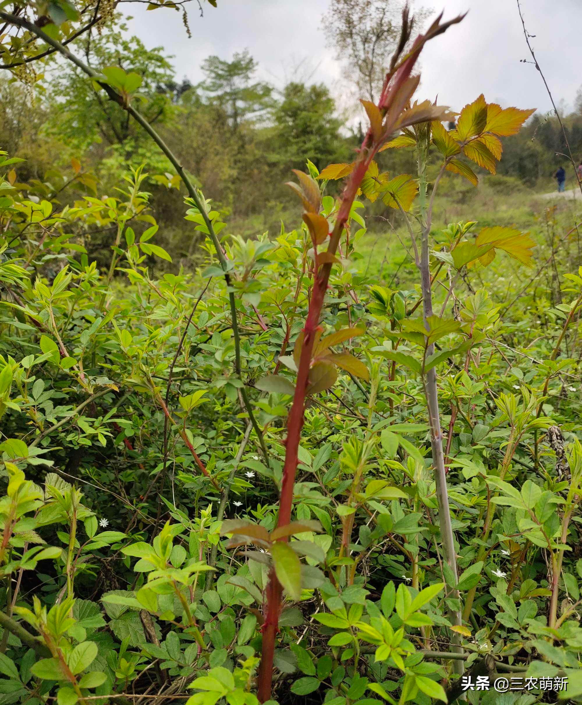 吃刺苔的好处,刺苔不剥刺直接吃