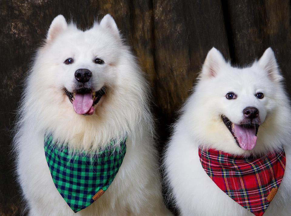 狗狗寿命最短排行榜,寿命比较长的狗狗有哪些