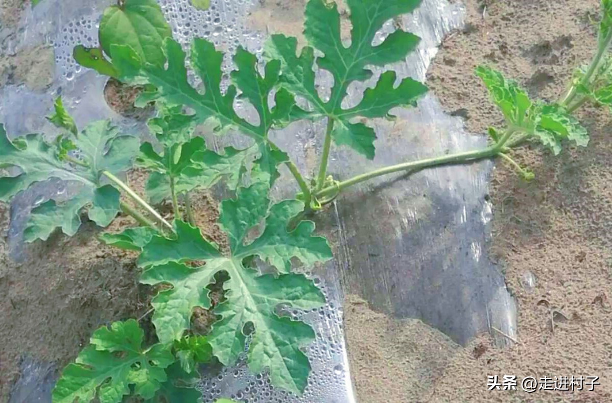 如何种植西瓜让西瓜长得很快,西瓜种植的方法和技术一窝种几棵