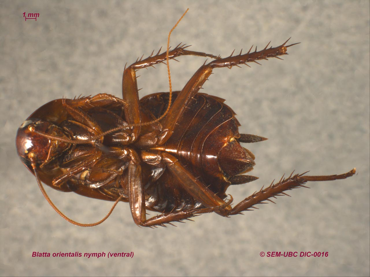 5000只蟑螂入境被查获,2000只活体蟑螂入境