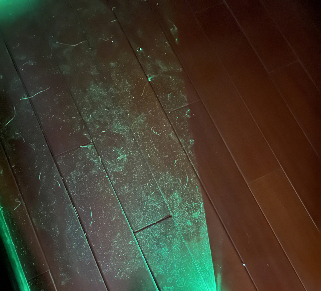 家里全是毛絮怎么去除,房间里老是有那种毛絮怎么处理啊