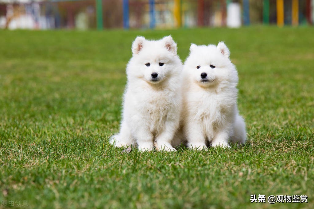 狗的不同种类及其特点,通过狗的体型分类介绍狗的种类
