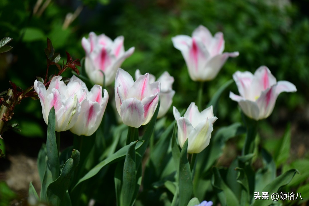 河马花园最耐阴植物,最漂亮的花园里的郁金香