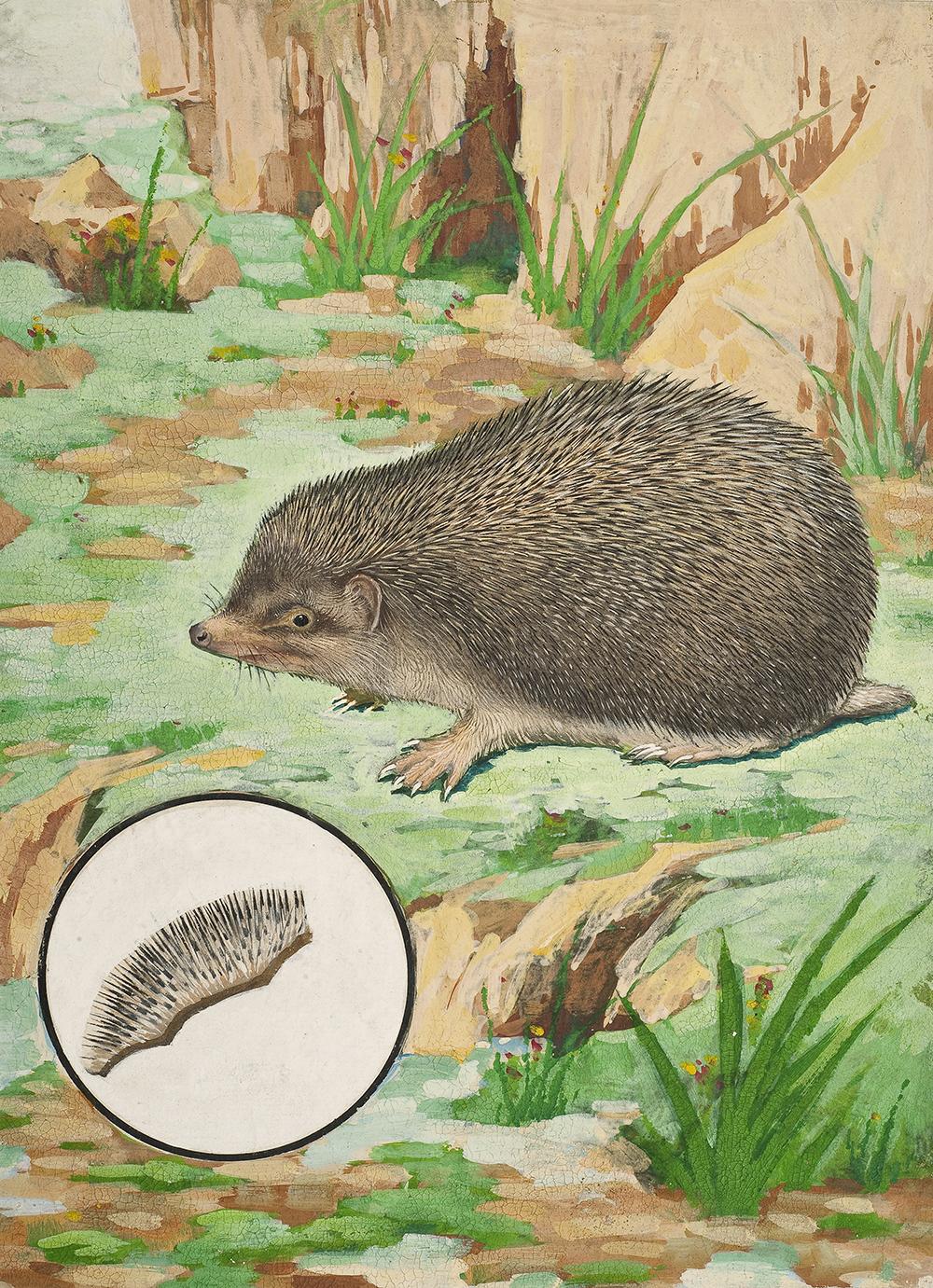 太原市迎泽区：区科技局联合区委宣传部、区科协和迎泽街道共同举办中草药图谱线上展览（动物篇）