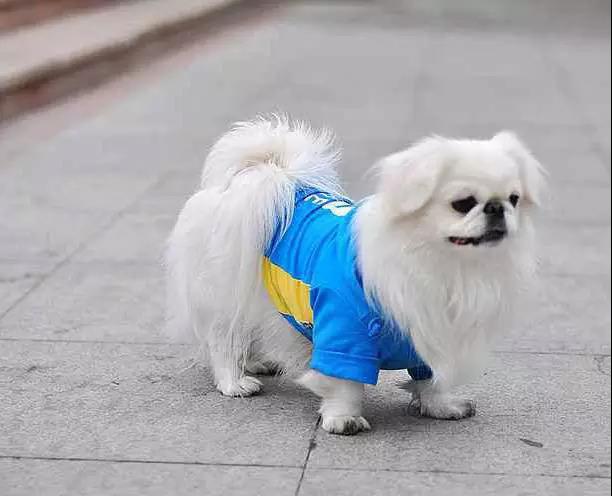 100多种名犬图片大全大图高清,100多种名犬图片大全大图