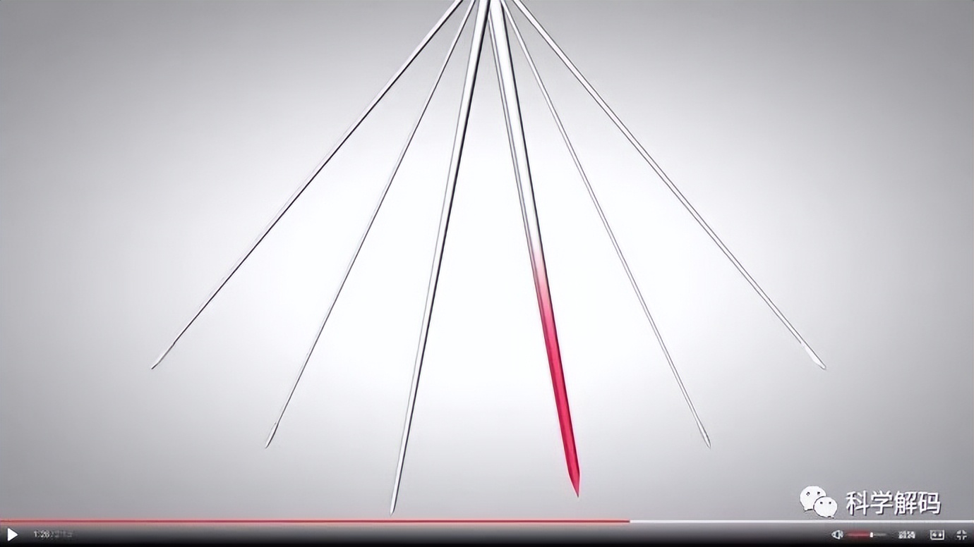 蚊子的嘴解剖,蚊子的内脏解剖照片