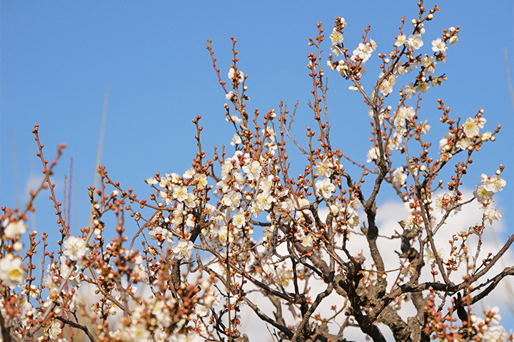 来大阪城梅林感受春天的到来