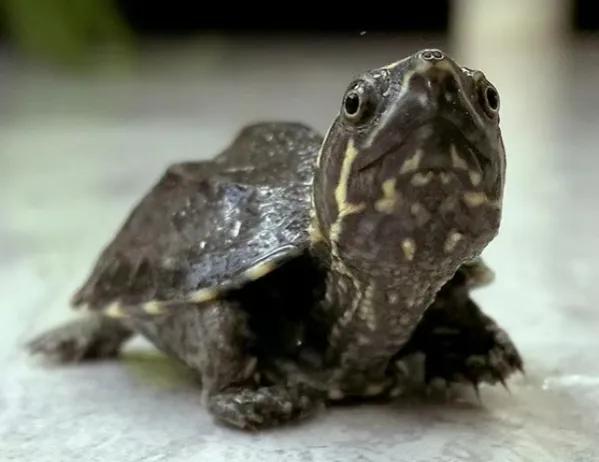 新手养龟推荐品种带价格,新手养龟最好养什么龟30块钱以内