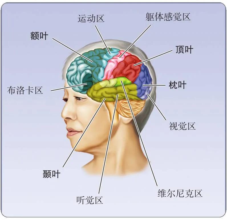 脑的骨结构和功能图,脑的结构和功能