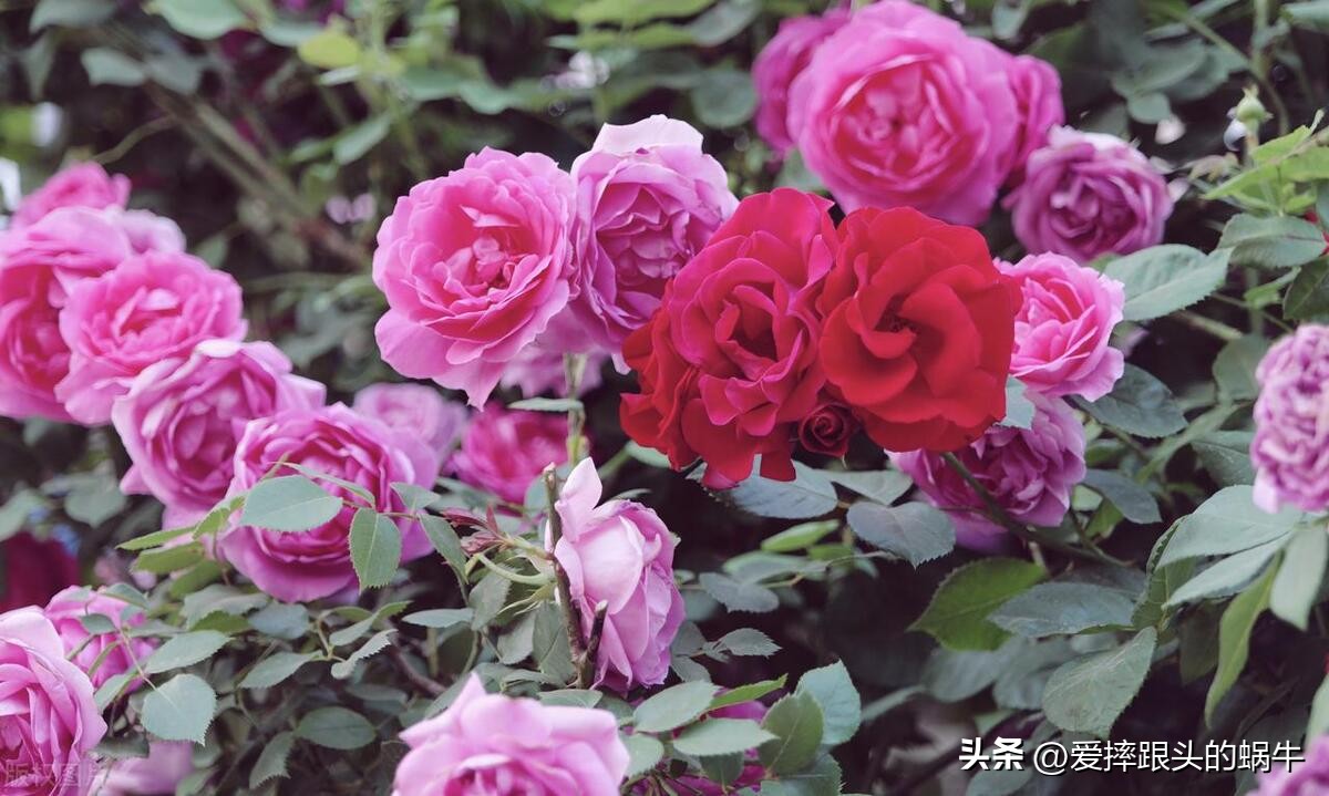 生如夏花灿烂的时候,生如夏花绚烂绽放歌曲视频