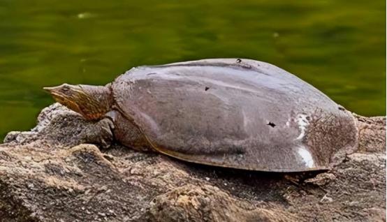 珍珠鳖在美国泛滥了吗,美国珍珠鳖对生态危害