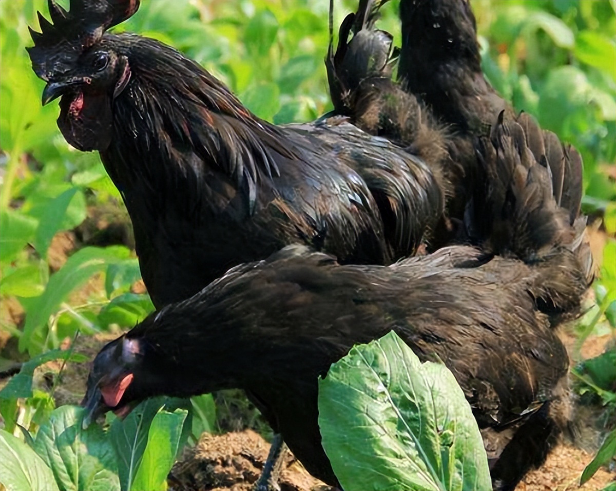 绿壳蛋鸡的养殖方法和注意事项,养100只绿壳蛋鸡一年能有多少利润