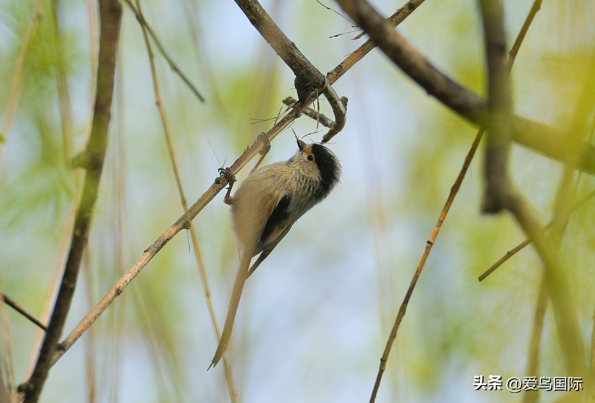 富士xh2s必备镜头,富士x-h2s配人像镜头