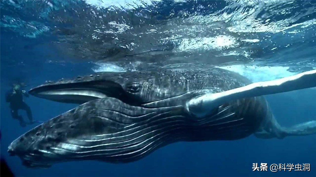 如果人在鲸鱼的肚子里该如何逃生,鲸鱼腹中逃生