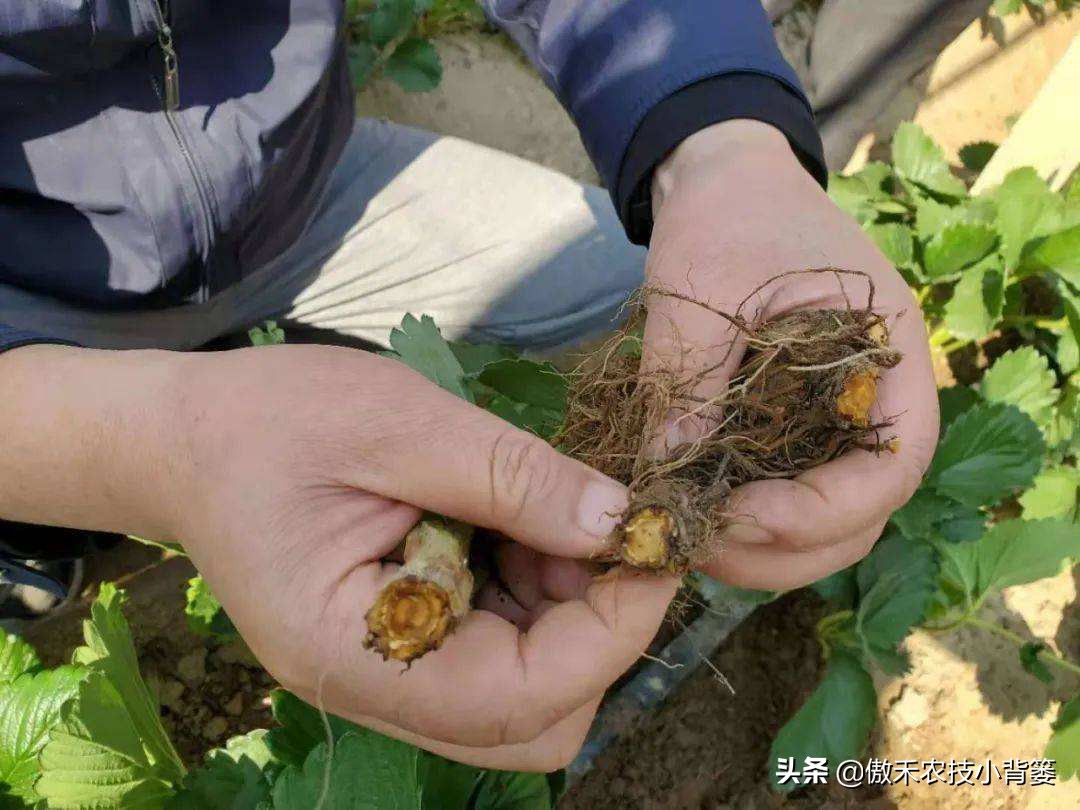 土传病害最好的防治解决方法,土传病害用什么药治