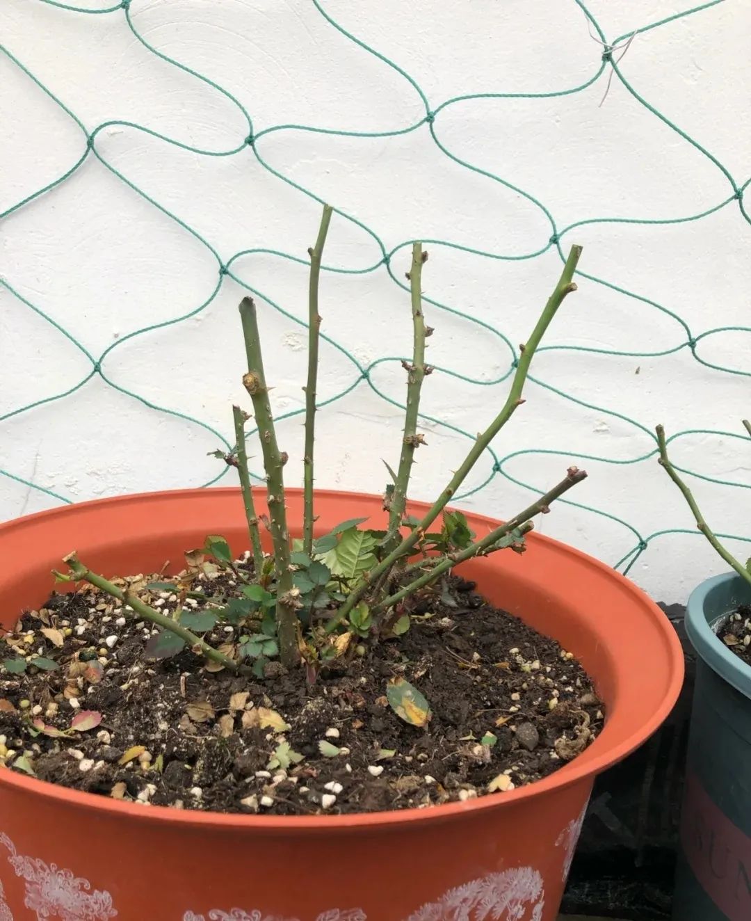 发财树绿萝吊兰怎么养怎么换盆,发财树绿萝金钱树这类花怎样养护