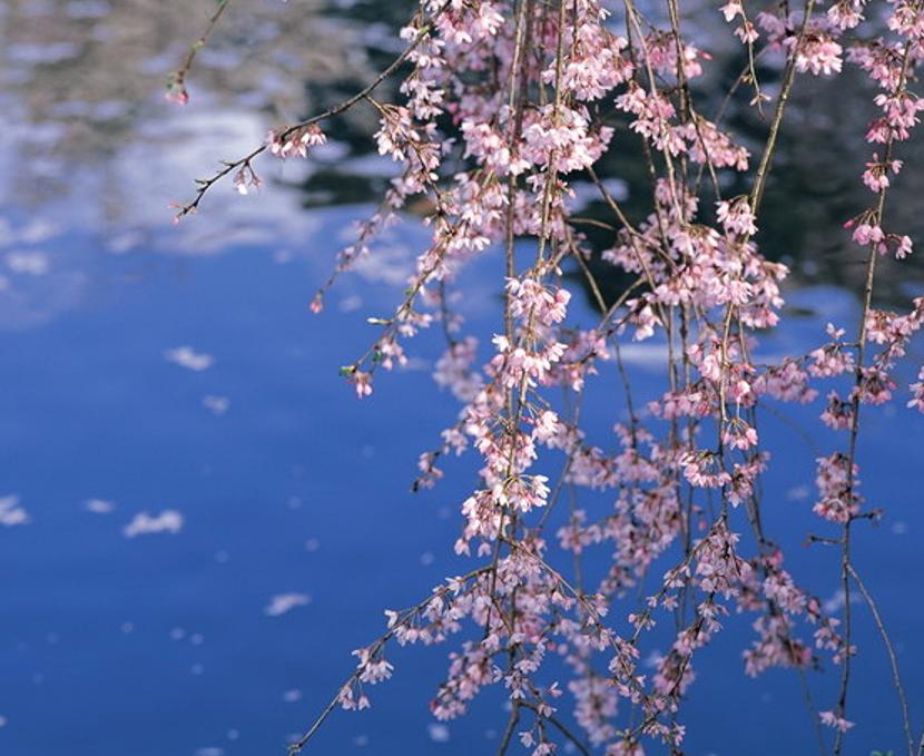 五首关于春天的经典诗词,关于春天绝美的古诗词句