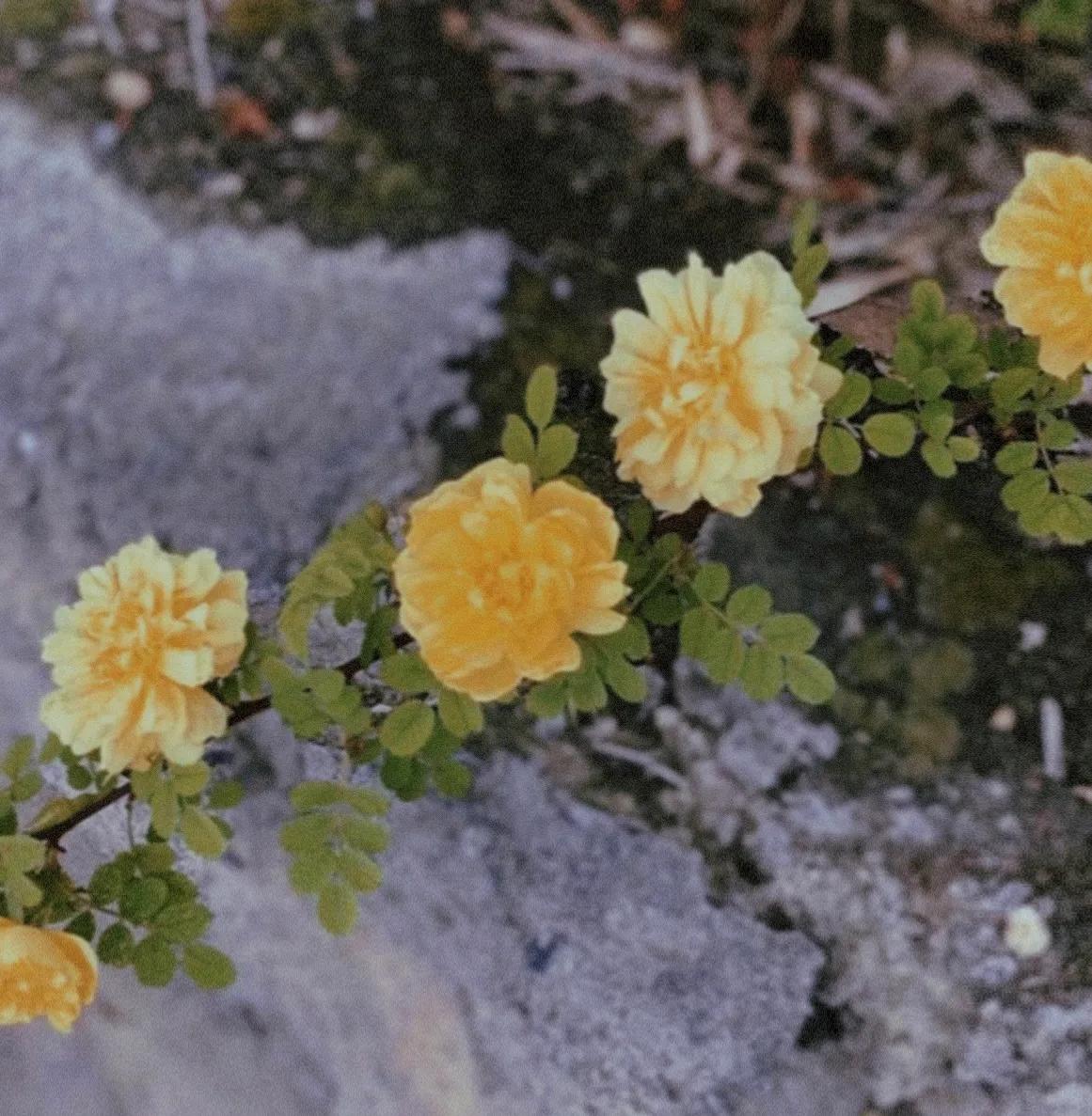 乌鲁木齐南山出游注意事项,去乌鲁木齐南山需要带什么东西