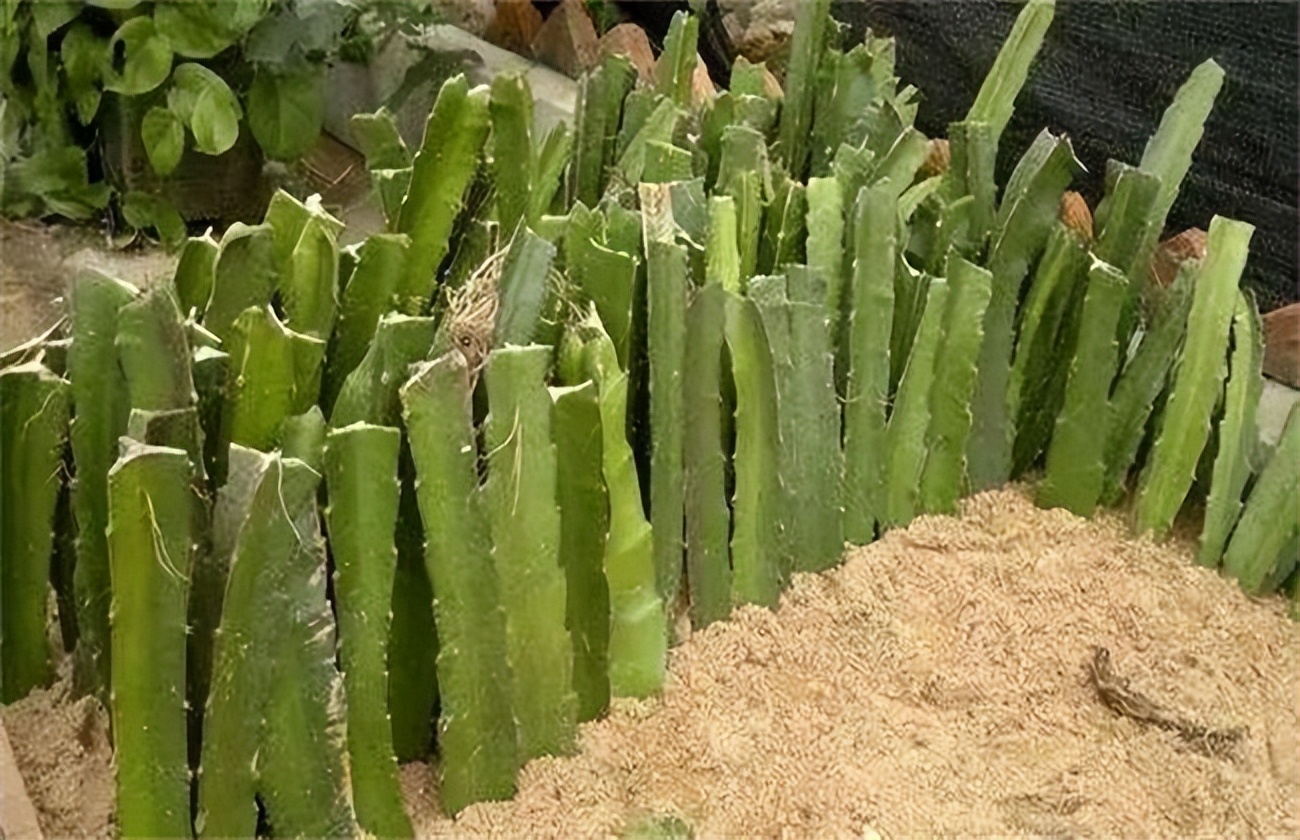 火龙果插枝越长越好吗,火龙果是幼枝插好还是老枝好