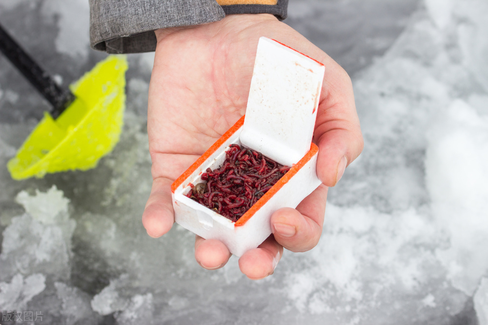 红虫挂钩的正确方法朝天钩挂红虫,钓鱼红虫是直接挂钩好还是皮筋好