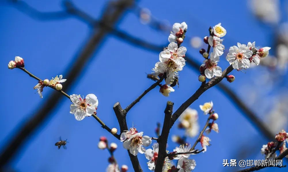 邯郸疫情防控最新通告｜核酸采样点公布｜武安寻人｜6月3日邯郸新闻早报