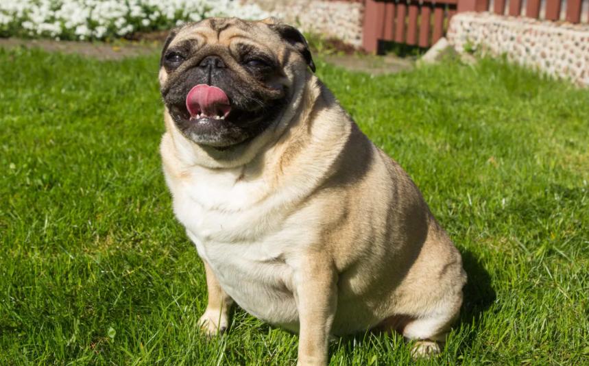 巴哥犬最大的特点,巴哥犬的3个优点和4个缺点