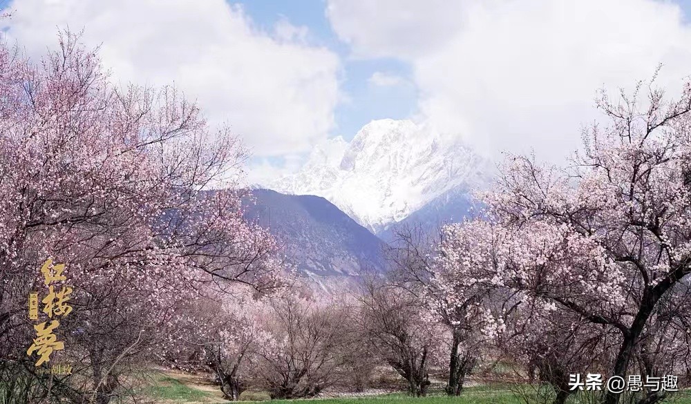 电影红楼梦之金玉良缘2018年拍的,电影红楼梦之金玉良缘评价