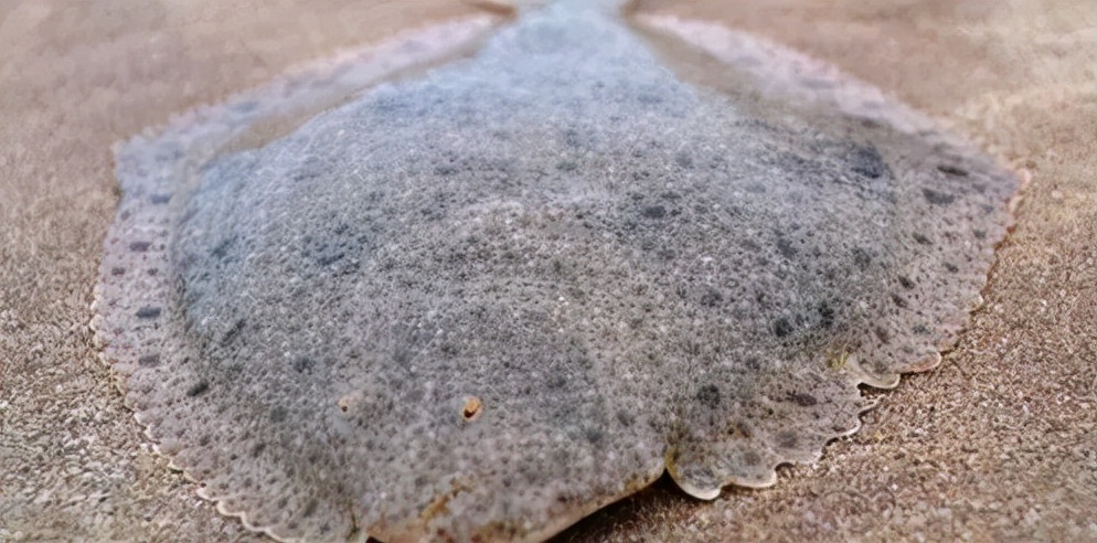 体质弱,盾纤毛虫找上门,大菱鲆该如何渡劫?