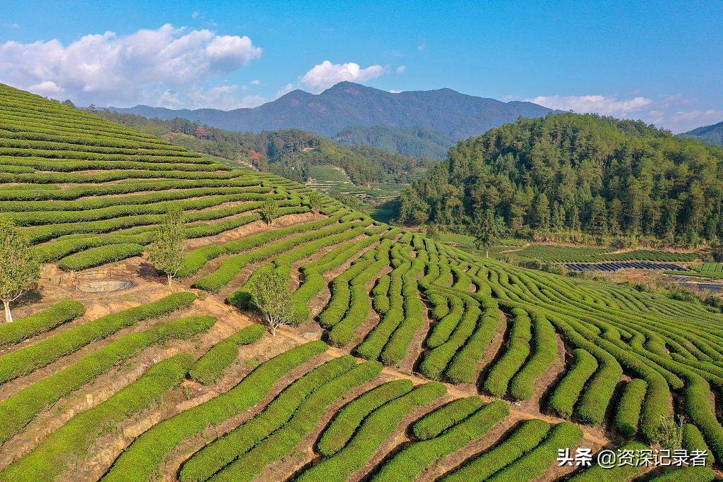 武夷山茶招商,武夷山茶叶品牌招商