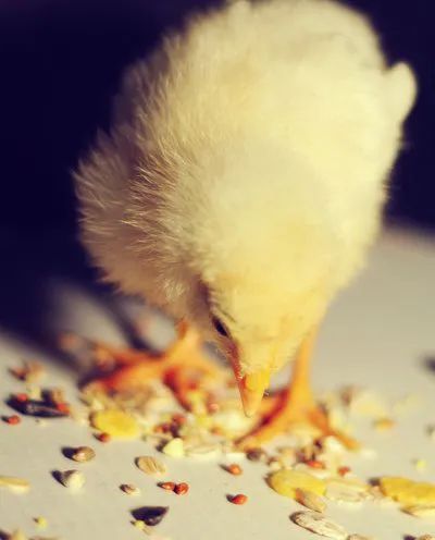 公鸡母鸡恩爱逛街,公鸡母鸡恩爱视频绿幕素材