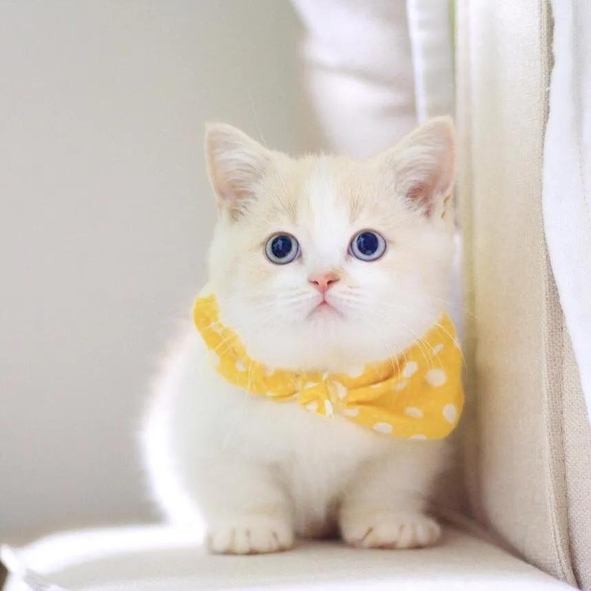 猫咪航空托运攻略,宠物航空托运猫咪怎么上厕所