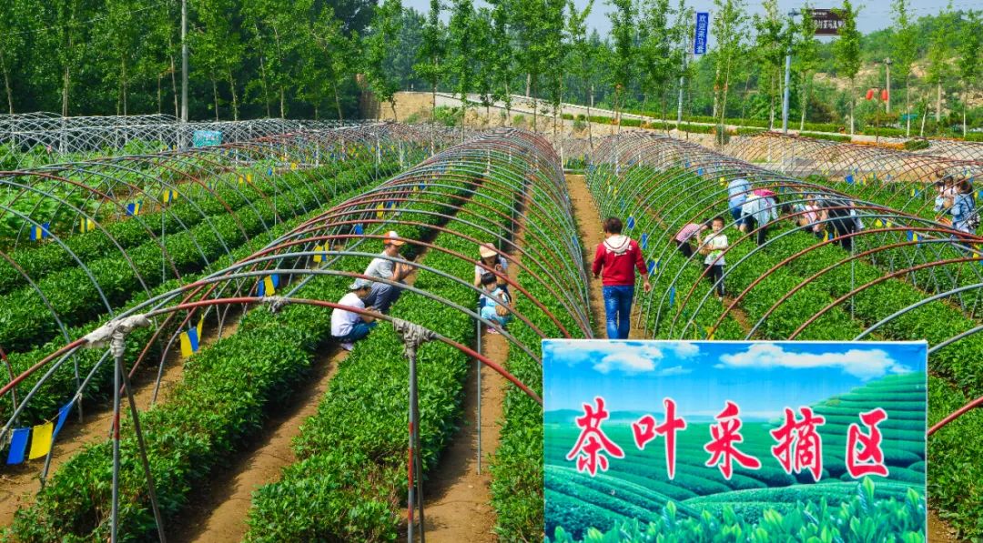 济南采摘园推荐最新,济南采摘园推荐秋季