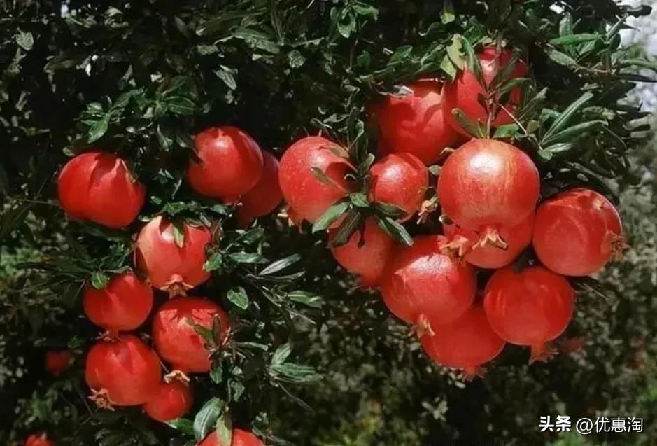 盆栽石榴树怎么制作造型,盆栽石榴S型造型