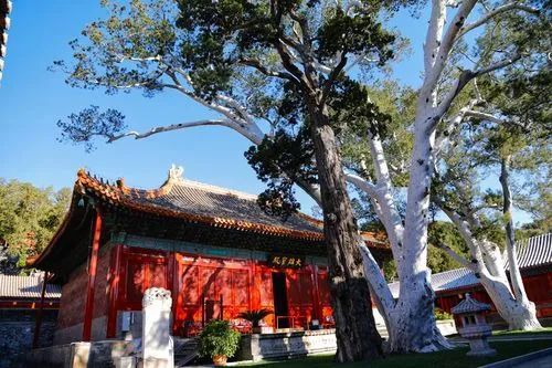 为什么背锅的总是旅行社？