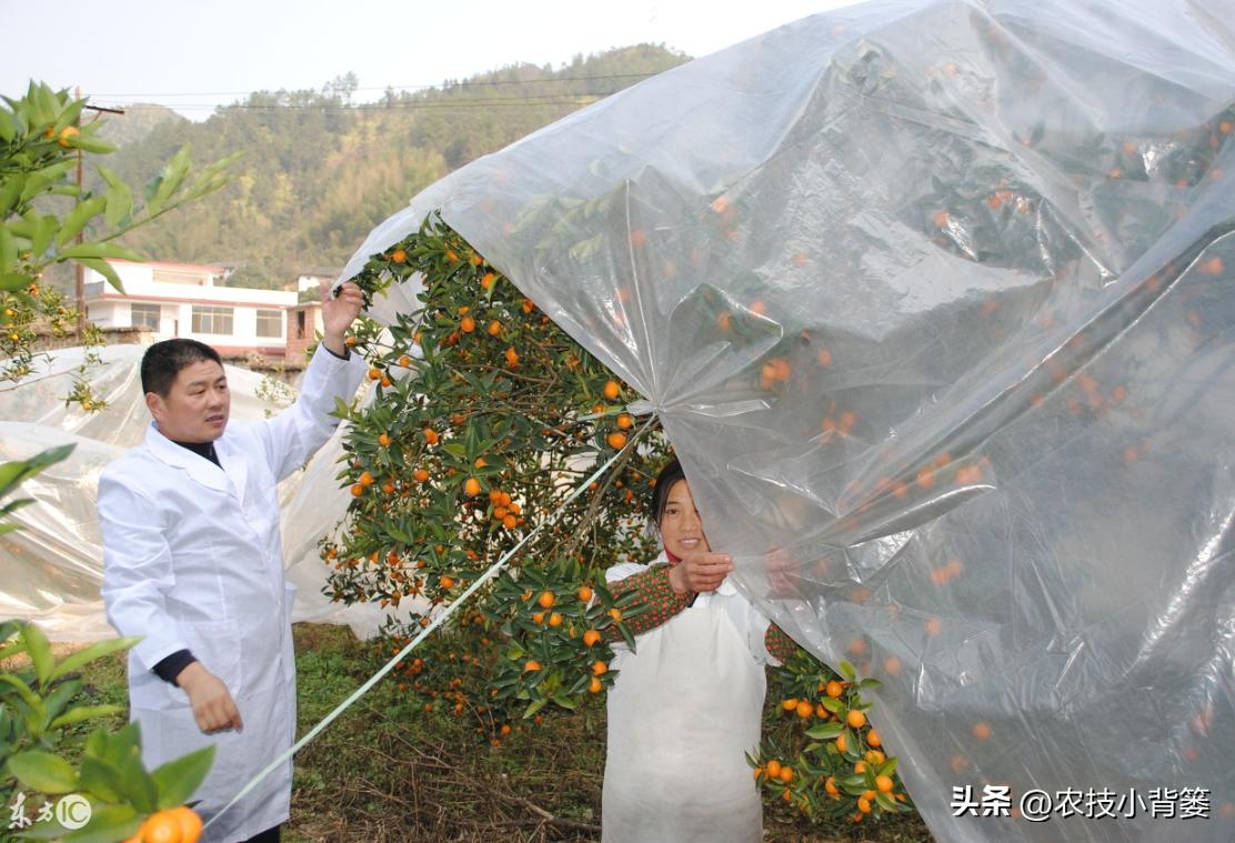 预防作物冻害最好的防冻剂,植物冻害了还能用防冻剂吗