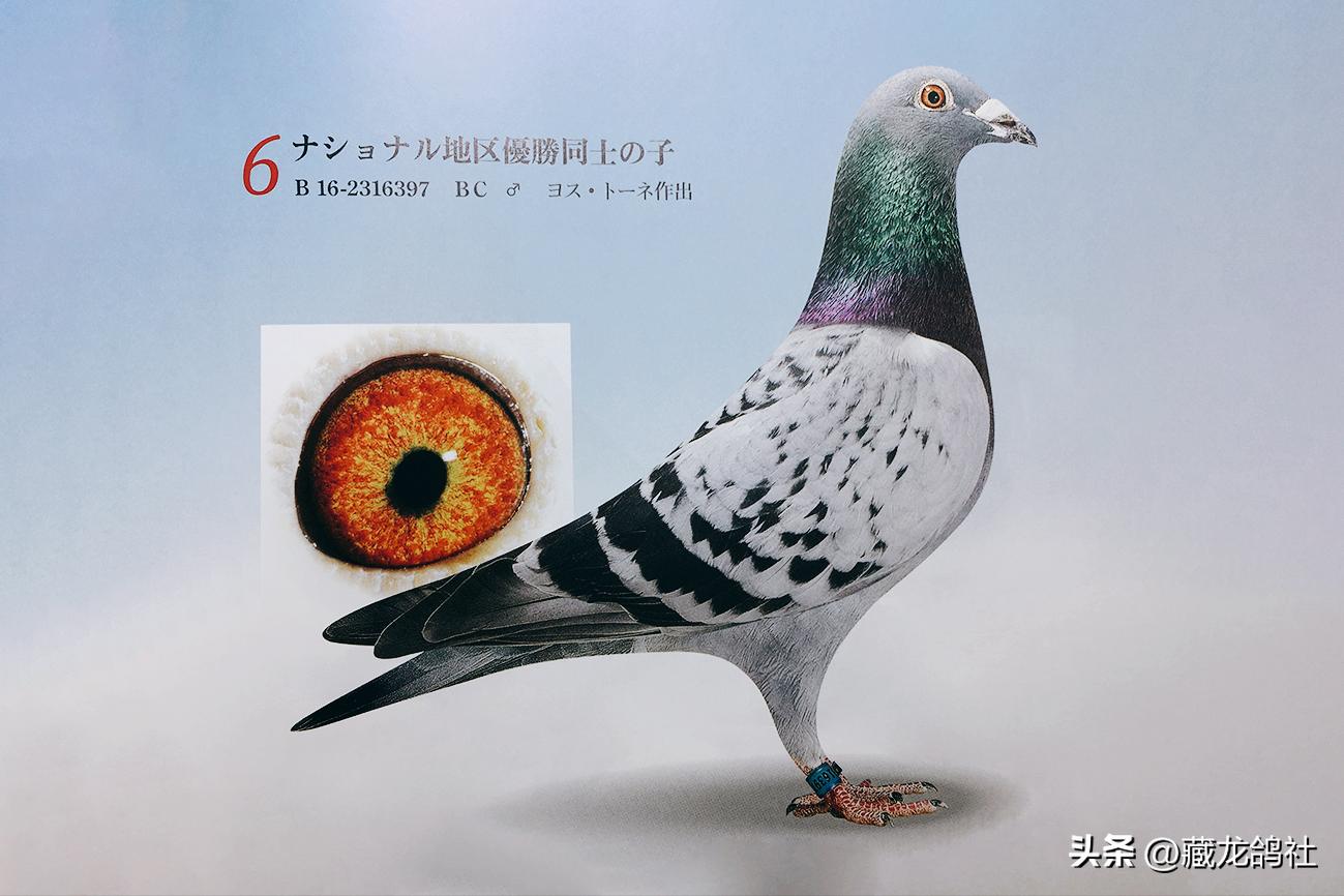 或许你也能从上海鸽的演变史里得到意外的收获