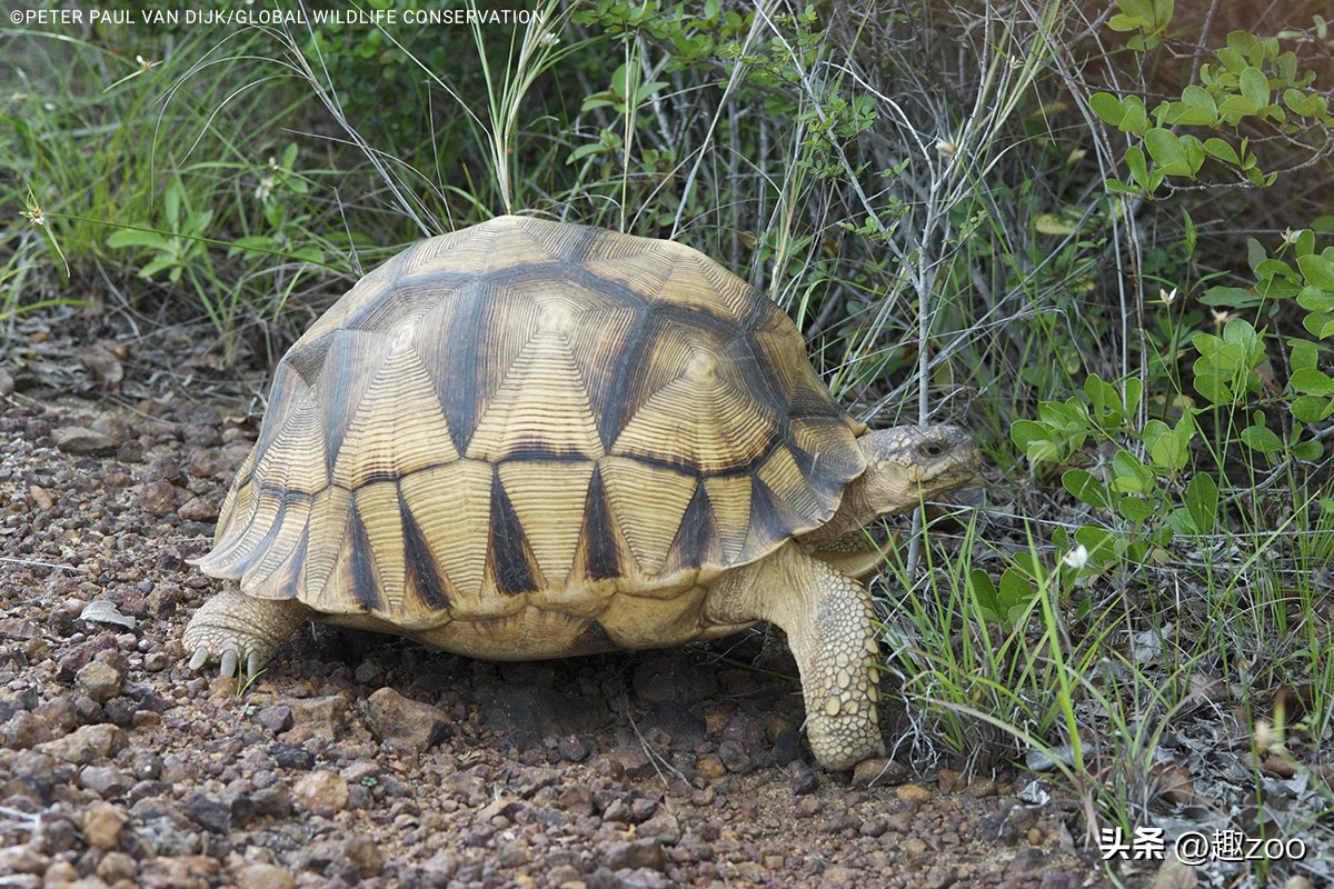 世界上最贵乌龟和最便宜的乌龟,盘点世界上最贵的十大乌龟