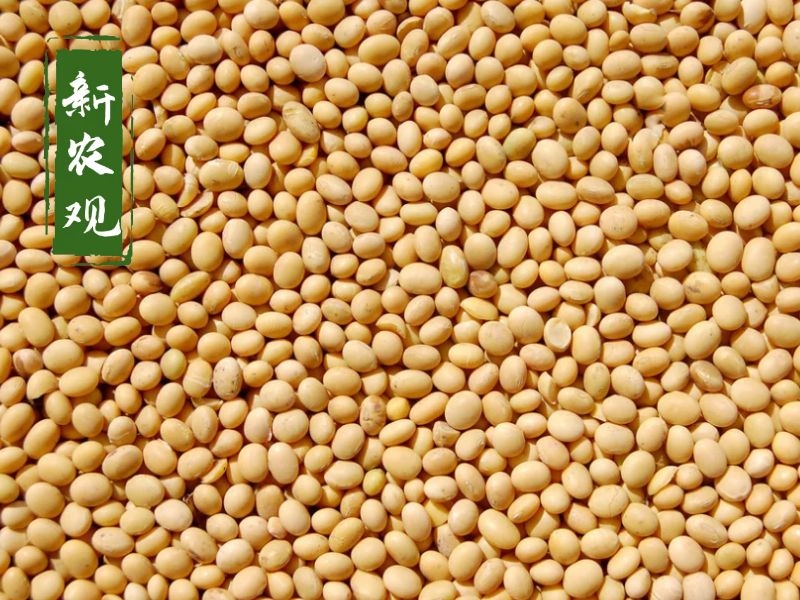 未来十天大豆价格,未来几天的大豆价格如何