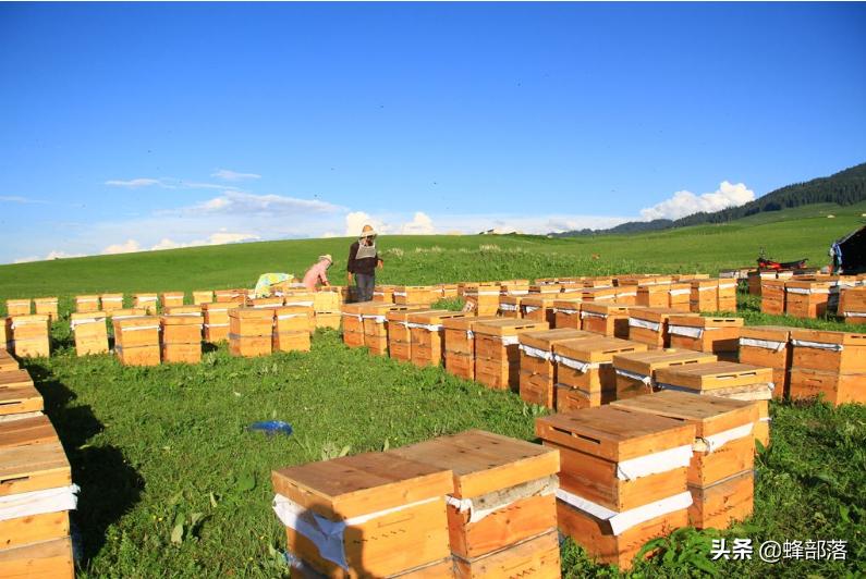 蜜蜂养殖如何上继箱,繁殖蜜蜂用高箱好吗