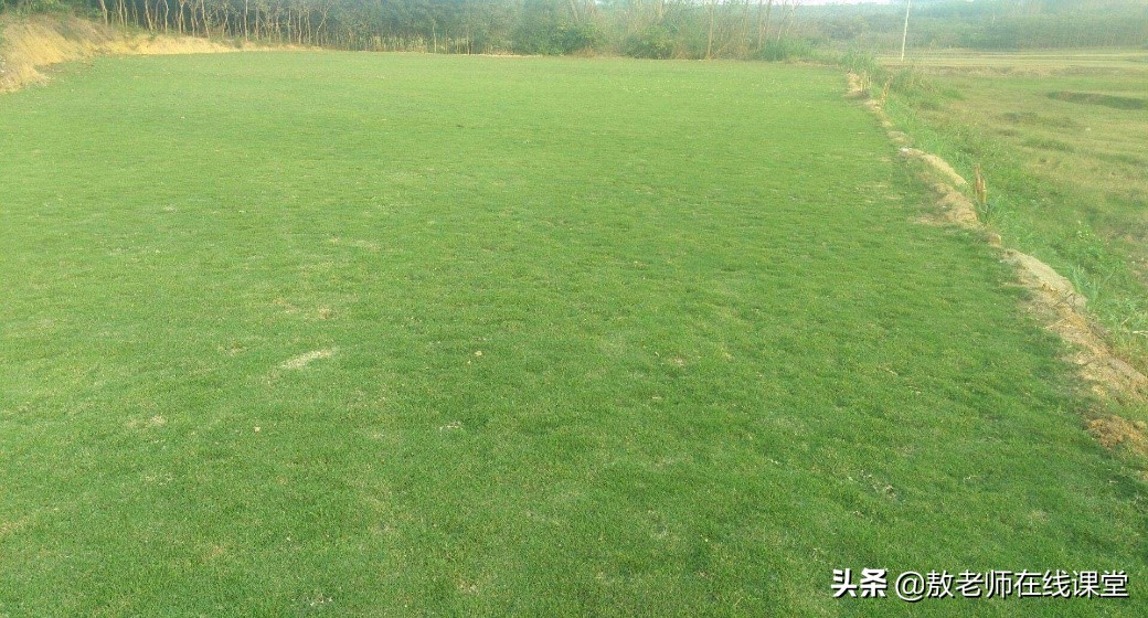 景观园林设计草坪作用,草坪景观设计原则